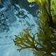Masque marin aux algues Ocean Therapy 200ml de la marque Urban Keratin Contenance 200ml - 2
